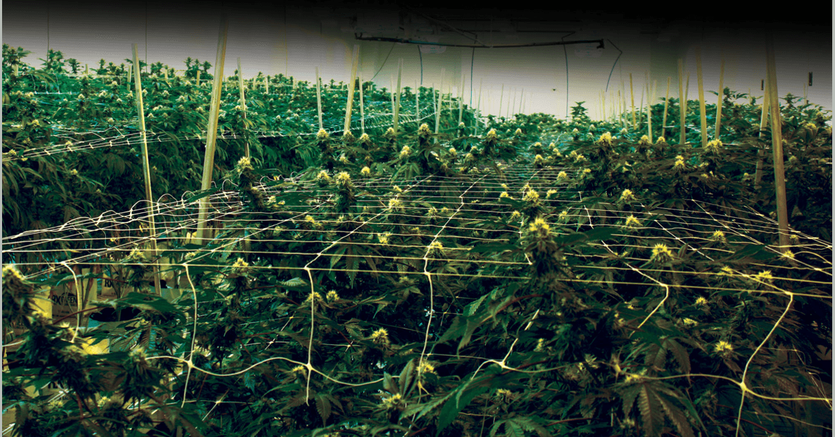 banner image for: Deep Roots Harvest annonce un investissement de 4 millions de dollars pour étendre et mettre à jour ses installations de culture dans le Nevada.