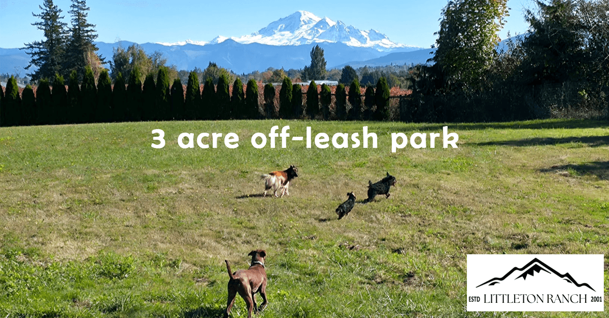 banner image for: A 40-Acre Ranch Becomes a Lifeline: Littleton Ranch Opens Boarding Services and Launches Rescue Resource Ranch to Support Dogs in Crisis