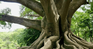 Funding Indigenous Heritage: ROOTS Backs Traditions in Africa & South America