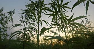 420 Expo: The Garden State’s Premier Consumer Cannabis Convention Takes Place September 13-15, 2024 in Edison, New Jersey