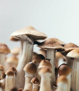 banner image for: Psylutions Founder Stresses importance of licensed regulated producers in the wake of findings of Mislabeling in Psychedelic Edibles