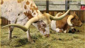 banner image for: Glen Rose Celebrates Texas Heritage, Declares Oct. 5-11 as ITLA Texas Longhorn Week with Community Festivities and ITLA Championship Show