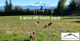 A 40-Acre Ranch Becomes a Lifeline: Littleton Ranch Opens Boarding Services and Launches Rescue Resource Ranch to Support Dogs in Crisis