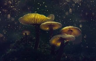 banner image for: Psychedelic Passage Podcast Paints Bigger Picture For Listeners Pondering Psychedelic Experiences