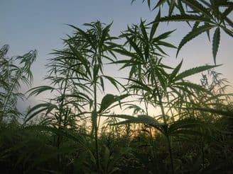Canna Resource Corporation (CREC) and WeCannCa Inc. (WeCann) Merge Operations