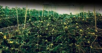 Deep Roots Harvest Announces $4 Million Investment in Expanding, Updating its Nevada Cultivation Facilities