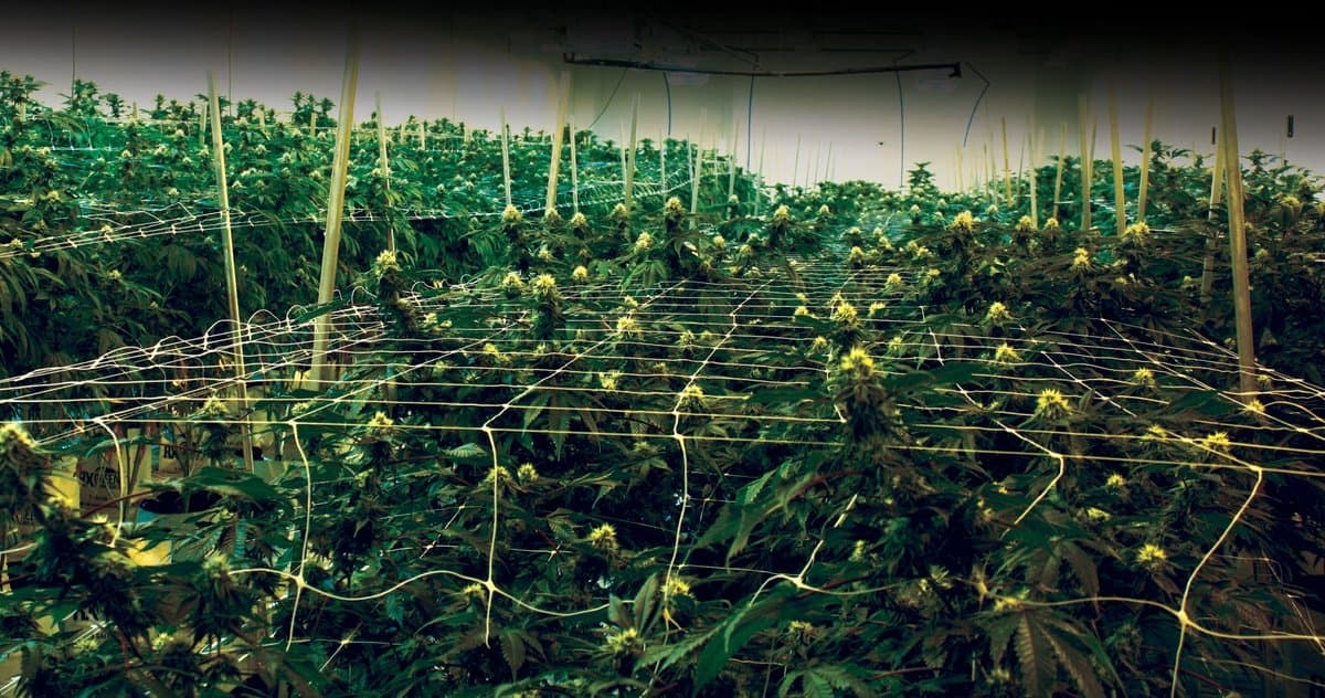 banner image for: Deep Roots Harvest annonce un investissement de 4 millions de dollars pour étendre et mettre à jour ses installations de culture dans le Nevada.