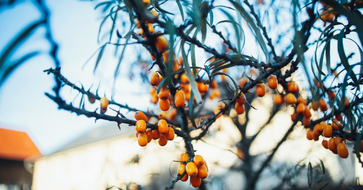 UroLux Concierge Launches Specialized Menopause Center to Address Holiday Stress