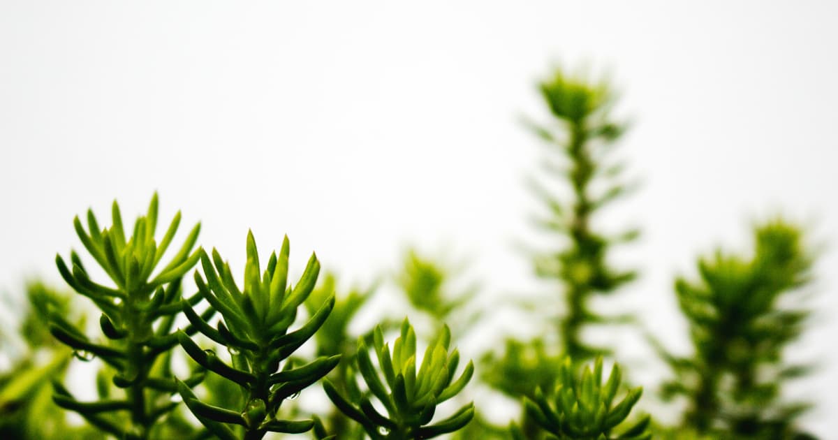 BioAdaptives, Inc. to Launch Nationwide Stem Cell-Based Canine Supplement