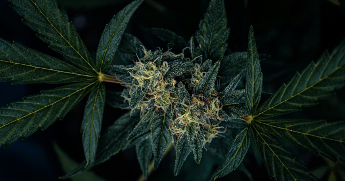 Michigan Defends New Cannabis Wholesale Tax Against Legal Challenge