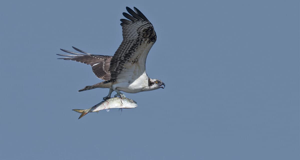 Multiple Maryland Policy Battles Emerge as Environmental, Social Issues Take Center Stage