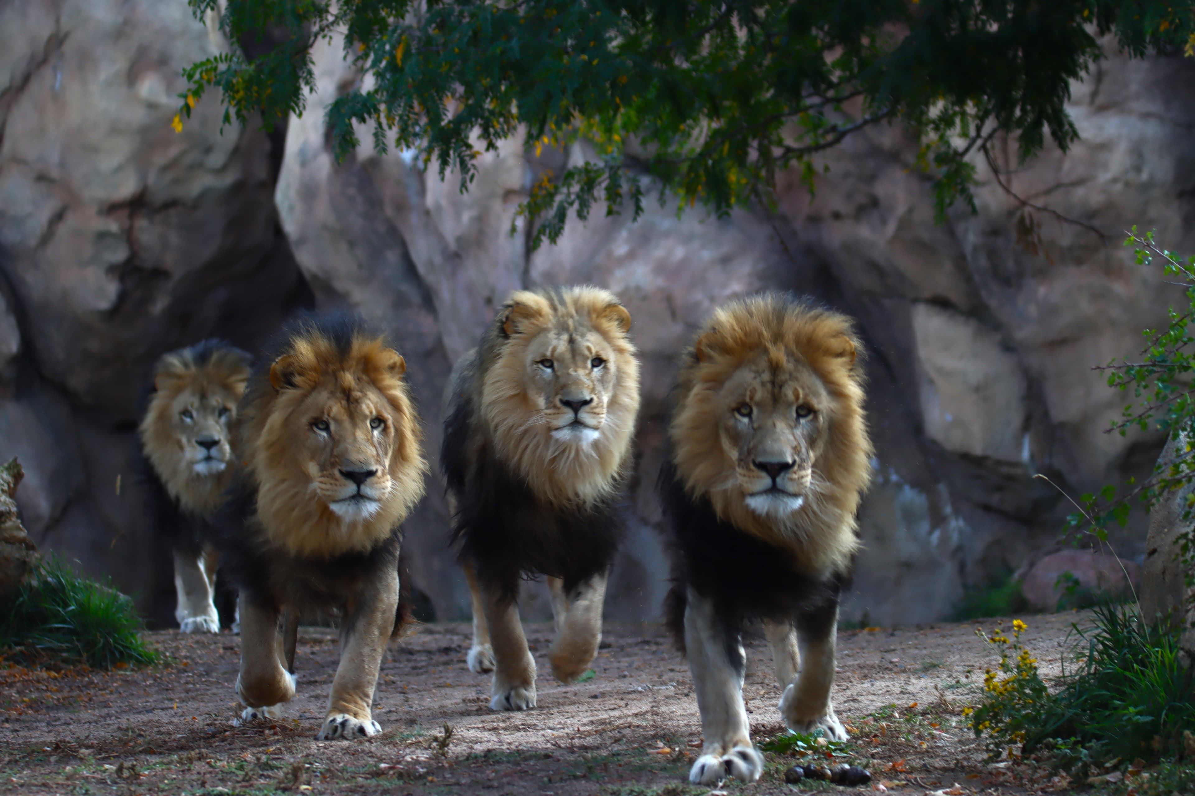 Denver CityPASS Expands to Include Denver Zoo Conservation Alliance, Offering Affordable Wildlife Experience