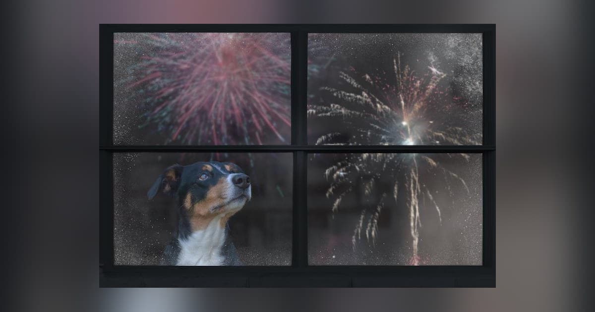Rover Survey Reveals Fireworks Cause Major Stress for Pets, Offers Calming Strategies