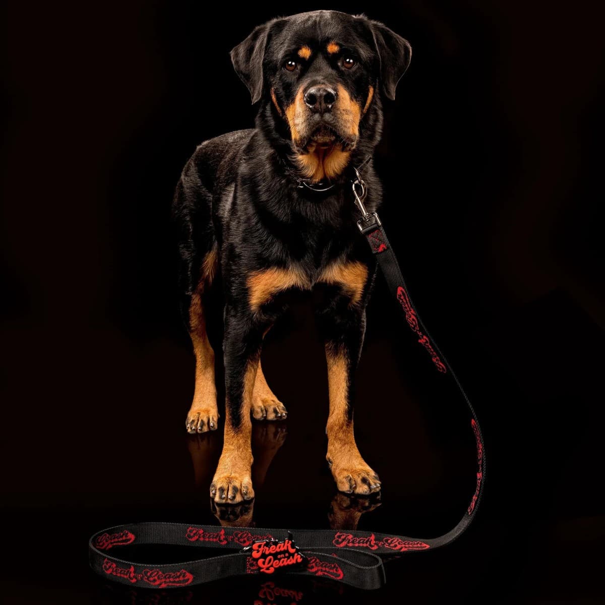 Freak On a Leash Elevates Spiked Dog Collars to Everyday Durability with Full-Grain Leather