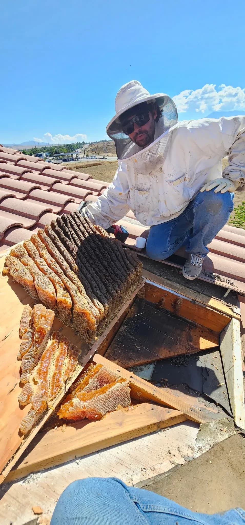 BeeSmart Bee Removal Extends Live Bee Extraction Services Across Hemet, Addressing Long-Term Problems from Extermination