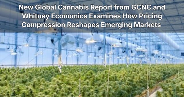 New Global Cannabis Report from GCNC and Whitney Economics Examines How Pricing Compression Reshapes Emerging Markets