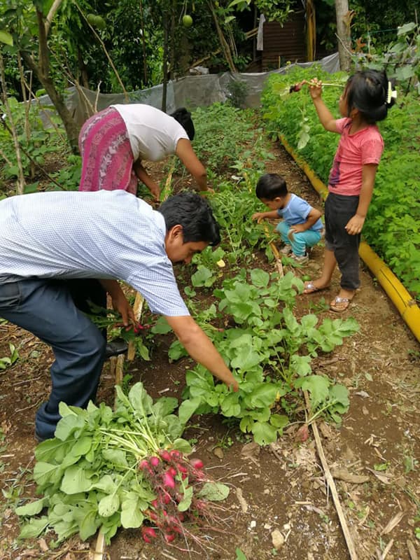 Seeds for a Future: Empowering Guatemalan Families to Combat Malnutrition and Food Insecurity