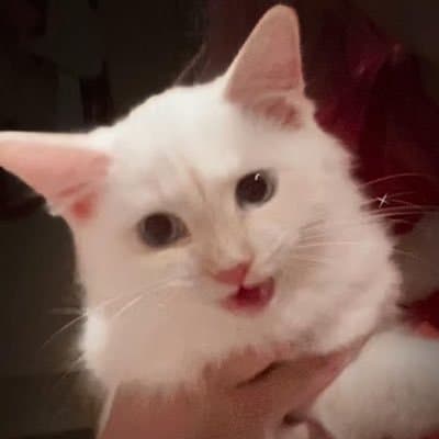 Cryptocurrency Project Pays Off $70,000 Vet Bill, Sparks Movement for Affordable Pet Care