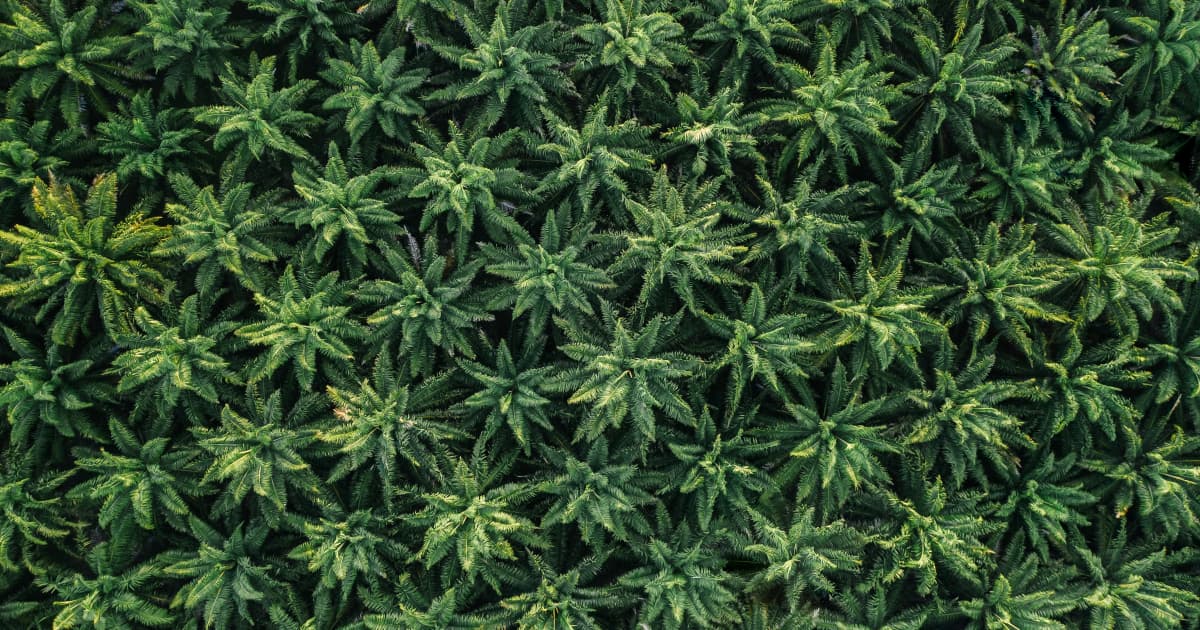 New Federal Law Grants States Authority to Regulate Hemp THC Products