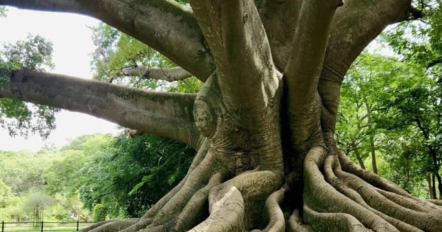 Funding Indigenous Heritage: ROOTS Backs Traditions in Africa & South America