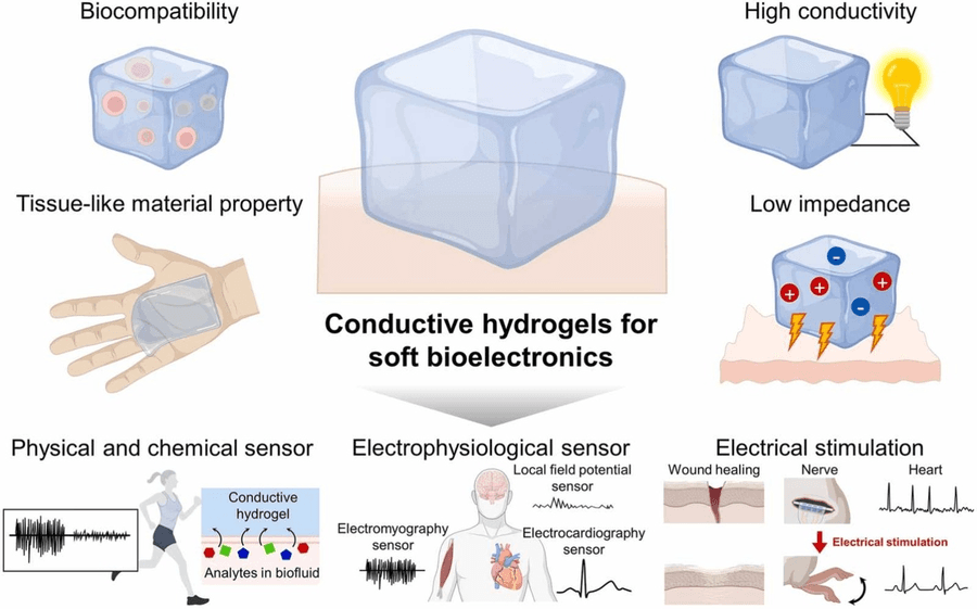 Conductive Hydrogels: Bridging the Gap Between Biology and Electronics